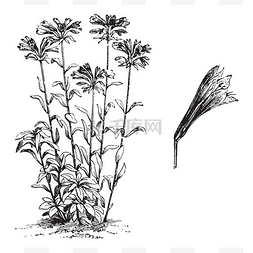 一张图片显示的是奥兰蒂卡植物。
