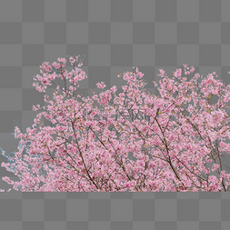 春暖花开粉色图片_樱花春天花朵赏花立春