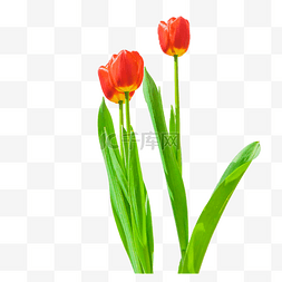 红色植物花朵绿叶图片_郁金香鲜花花枝植物