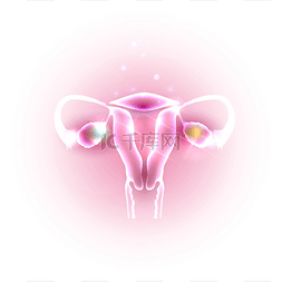 女性的子宫和卵巢