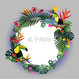 热带热带鸟图片_巨嘴鸟在异国情调的树叶、 葡萄