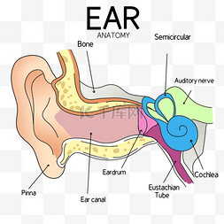 插图耳部解剖医学教育卡通