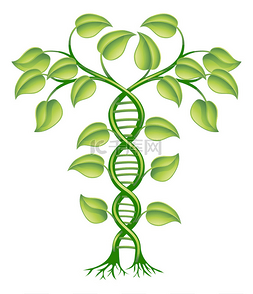 树叶环圈图片_dna 植物概念