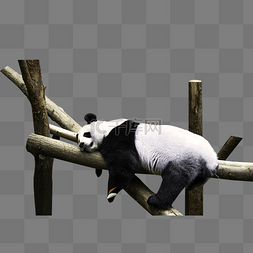 大熊猫动物趴在树上睡觉