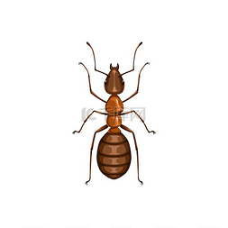 杀蚂蚁图片_蚂蚁图标、害虫防治、寄生虫灭杀