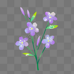 紫色花朵花草