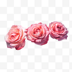 高清图片_高清免扣花卉摄影粉玫瑰设计素材