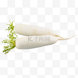 新鲜蔬菜白萝卜