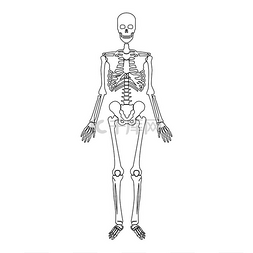 人体轮廓图片_骨架人体轮廓轮廓线图标黑色矢量