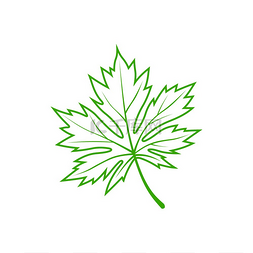 矢量夏天树叶图片_加拿大的美国针叶或枫叶的象征矢