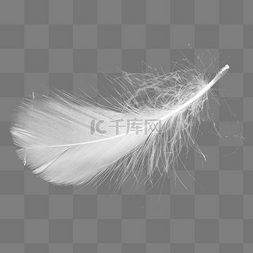 羽毛免抠免费图片_白色羽毛柔软