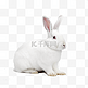 一只兔子免抠摄影