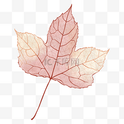 半透明纹理图片_质感叶脉底纹红色枫叶秋天半透明