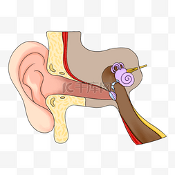 牛解剖图图片_人耳结构解剖医学插图