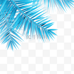 椰子树叶素材图片_蓝色的椰子树叶
