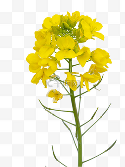 黄色油菜花卉
