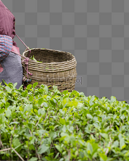 采茶摘茶茶园