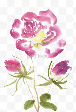鲜艳的粉色花朵图片_粉色的蔷薇花