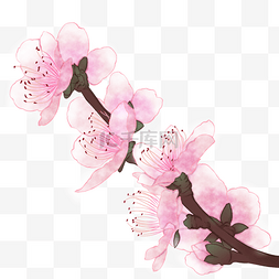 粉色桃花花蕊