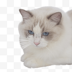 蓝眼睛图片_萌宠布偶猫宠物猫咪猫蓝眼睛