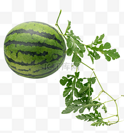 夏季绿色西瓜