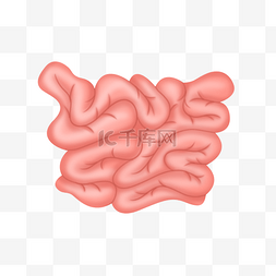人体图片_人体器官小肠