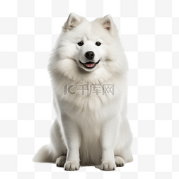 犬图片_卡通手绘动物犬类狗