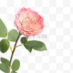 玫瑰唯美图片_唯美鲜花玫瑰花卉
