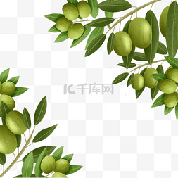 创意绿色边框图片_橄榄创意植物边框