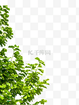 夏季绿色树叶