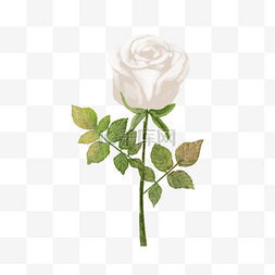 白玫瑰婚礼贺卡花卉