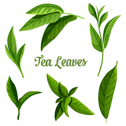 茶叶图片_绿茶或红茶叶植物设计
