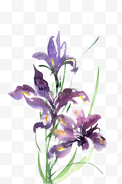 紫色花图片_紫色菖蒲花