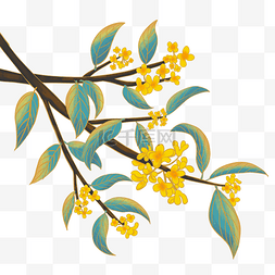 中秋节金黄色桂花树