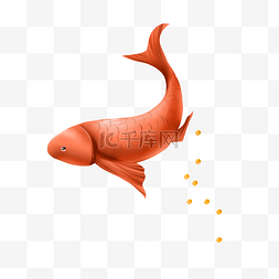卵生动物金鱼鱼类