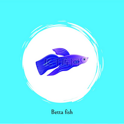 带切割线的水族馆 Betta 鱼海报。