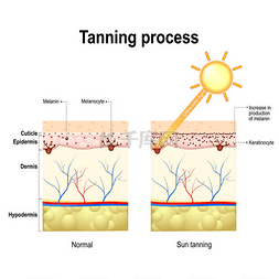 合成太阳图片_鞣制过程。皮肤。人体解剖学
