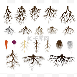 tree图片_Root system set vector illustrations, taproot