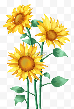 向日葵黑板粉笔画图片_花朵向日葵太阳花植物