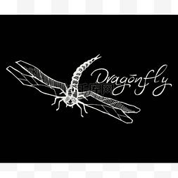 iso图片_手绘水墨矢量插画的蜻蜓素描风格