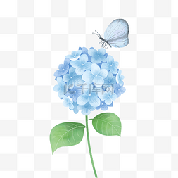 蓝色绣球花和蝴蝶