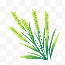 翠绿色麦子图片_小满小麦麦子