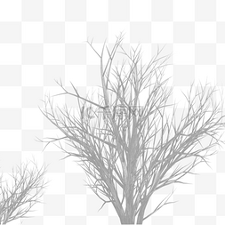 枯树树枝投影
