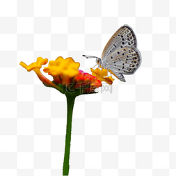 一只白蝴蝶在花丛中飞舞下午花蝴