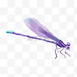 蜻蜓紫色绘画卡通形象
