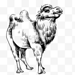 沙漠图片_线描动物骆驼