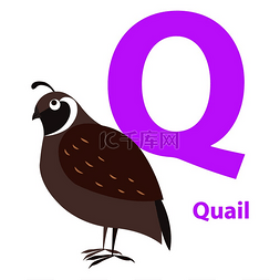 英语学习背景图片_字母卡上的棕色鹌鹑与字母 Q 平面