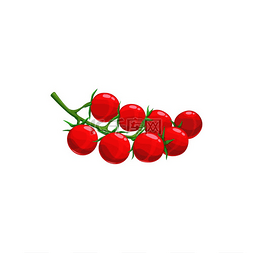 樱桃西红柿图片_樱桃西红柿的分支在茎上分离出新