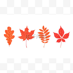 卡通爬山虎图片_秋天的叶子上白色孤立的组。橡木