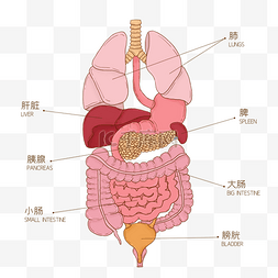 人体后面图片_人体组织器官医疗医学健康